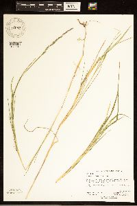 Muhlenbergia frondosa image