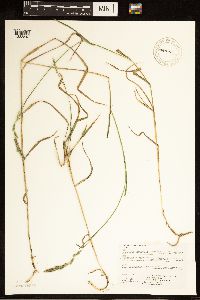 Muhlenbergia glomerata image