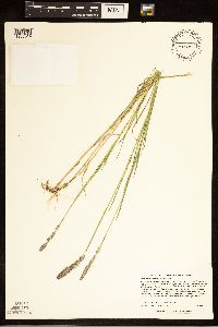 Muhlenbergia glomerata image