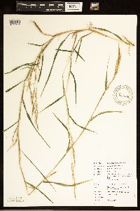 Muhlenbergia mexicana image