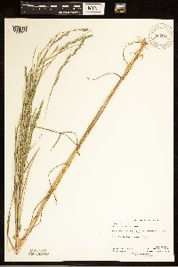 Muhlenbergia mexicana image