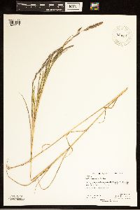 Muhlenbergia mexicana image