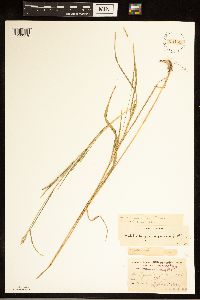 Muhlenbergia mexicana image
