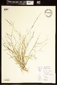 Muhlenbergia schreberi image