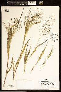 Panicum philadelphicum image