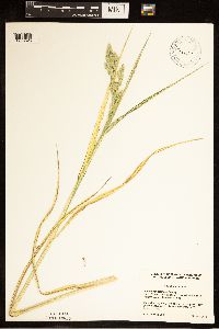 Phalaris arundinacea image