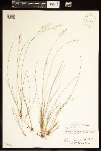 Piptatherum pungens image