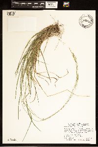 Schizachne purpurascens image