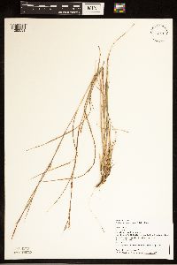 Schizachyrium scoparium image