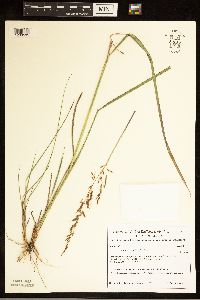 Sorghastrum nutans image