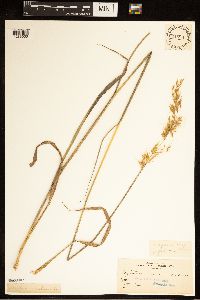 Sorghastrum nutans image