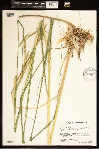 Spartina pectinata image
