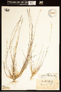 Sporobolus vaginiflorus image