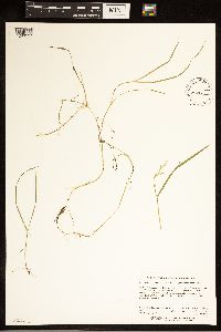 Torreyochloa pallida var. fernaldii image