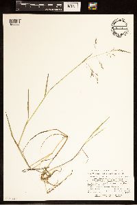 Torreyochloa pallida var. fernaldii image
