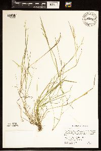 Torreyochloa pallida var. fernaldii image