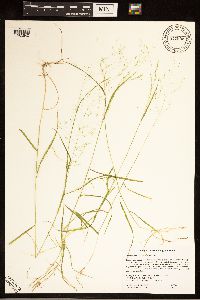 Agrostis perennans image