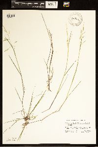 Torreyochloa pallida var. fernaldii image