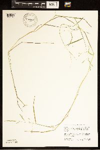 Torreyochloa pallida var. fernaldii image