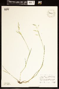 Torreyochloa pallida var. fernaldii image