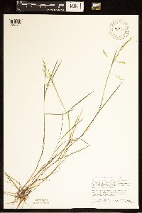 Torreyochloa pallida var. fernaldii image