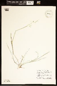 Torreyochloa pallida var. fernaldii image