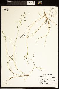 Torreyochloa pallida var. fernaldii image