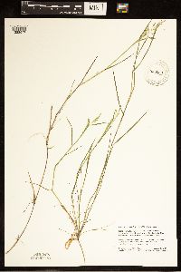 Torreyochloa pallida var. fernaldii image