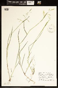 Torreyochloa pallida var. fernaldii image