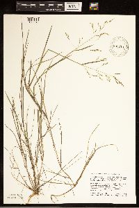 Torreyochloa pallida var. fernaldii image