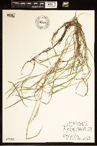 Torreyochloa pallida var. fernaldii image