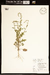 Dysphania botrys image