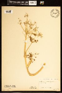 Angelica atropurpurea image