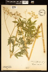 Cicuta maculata image