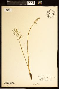 Cicuta bulbifera image