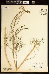 Cicuta bulbifera image
