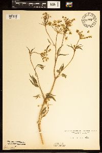 Cicuta maculata image