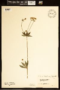 Sanicula marilandica image