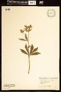 Sanicula marilandica image