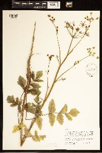 Pastinaca sativa image
