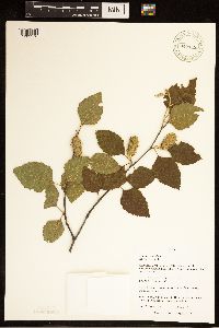 Betula nigra image
