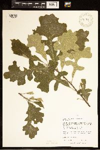 Quercus macrocarpa image