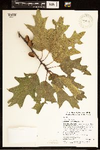 Quercus rubra image