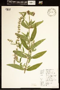 Stachys palustris image