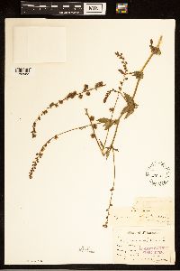 Agrimonia gryposepala image