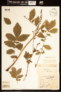 Agrimonia gryposepala image