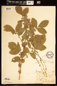 Agrimonia gryposepala image