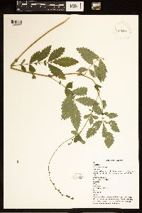 Agrimonia pubescens image
