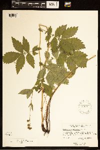Agrimonia gryposepala image