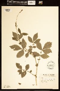 Agrimonia gryposepala image